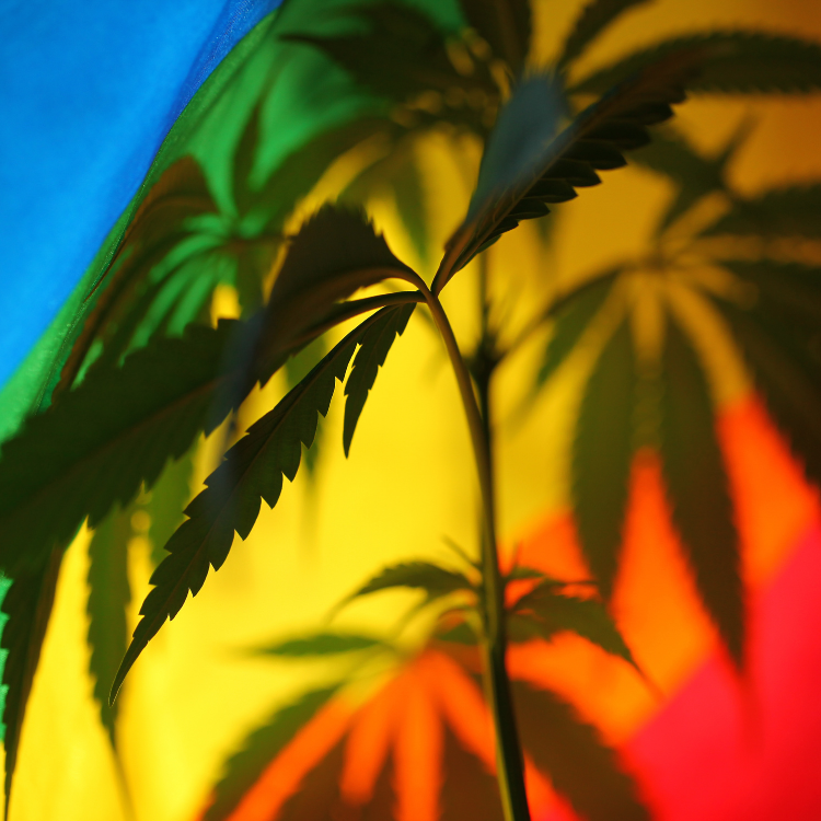 Legalisering in Europa 2026 – Wat de toekomst biedt voor legalisering van cannabis binnen Europa