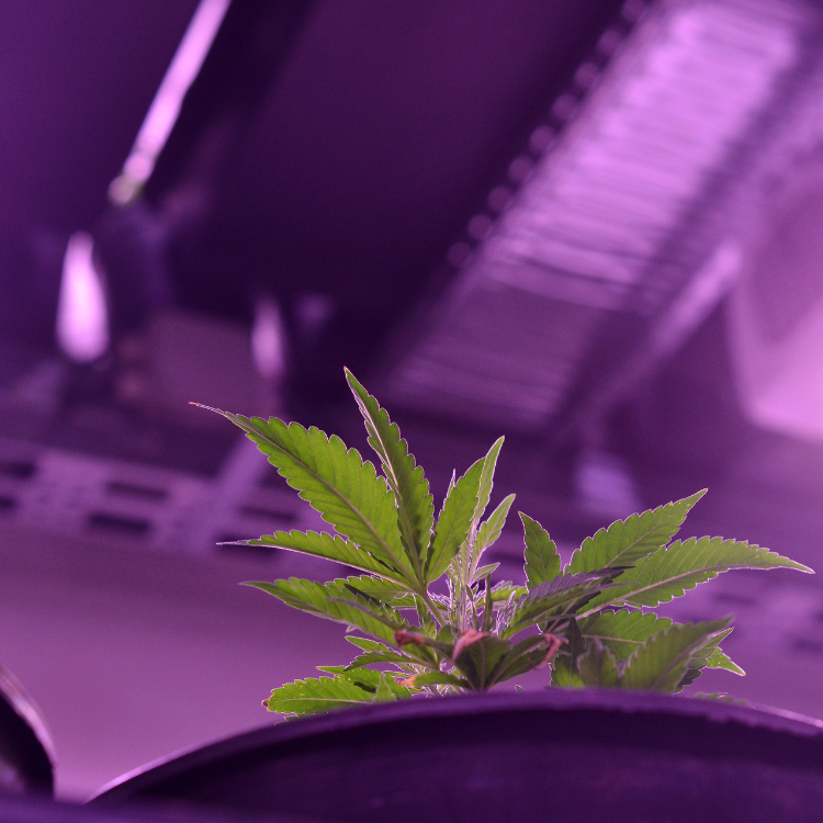 Hoe ontstaan cannabinoïden in de cannabisplant?