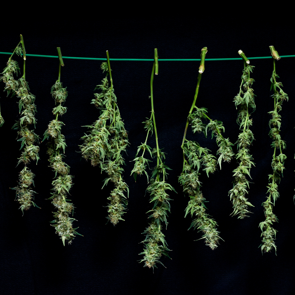 CBN: context, eigenschappen en aandachtspunten