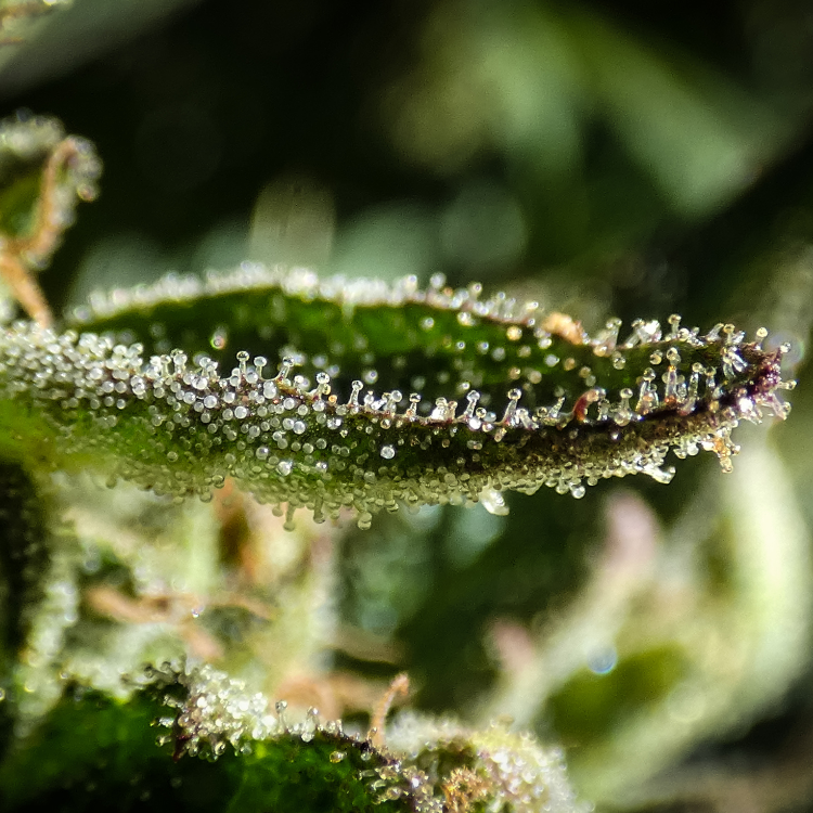 Verschil tussen CBD, CBG en CBN