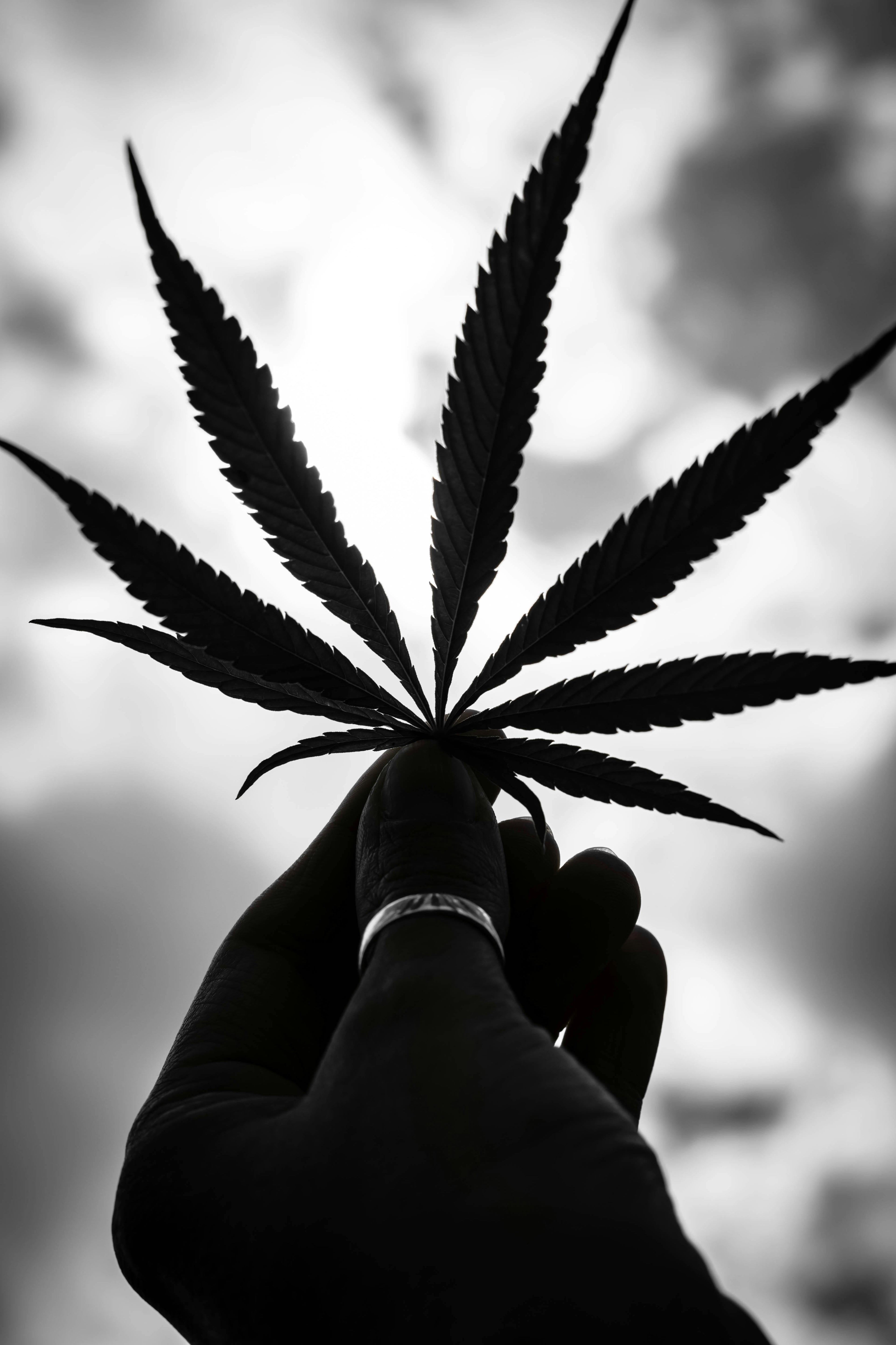 Is CBD legaal in België vandaag?