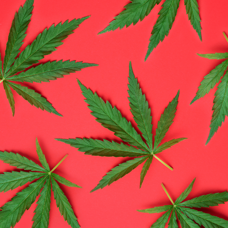 THC en afhankelijkheid: hoe een stil proces zich kan ontwikkelen